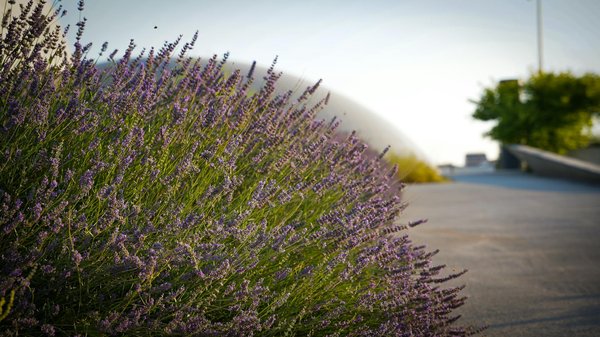 Épanouissez Votre Jardin : Une Pelouse Embellie de Fleurs et Herbes Uniques