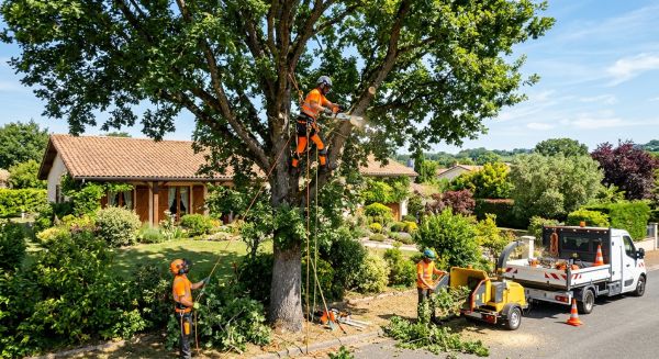 Pourquoi opter pour un service d'élagage professionnel ?